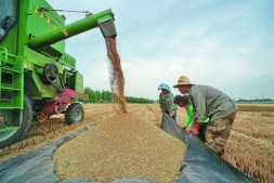透视小种子背后的大战略——一国粮食安全,系于种质资源