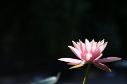 影响一个人命运的 因素